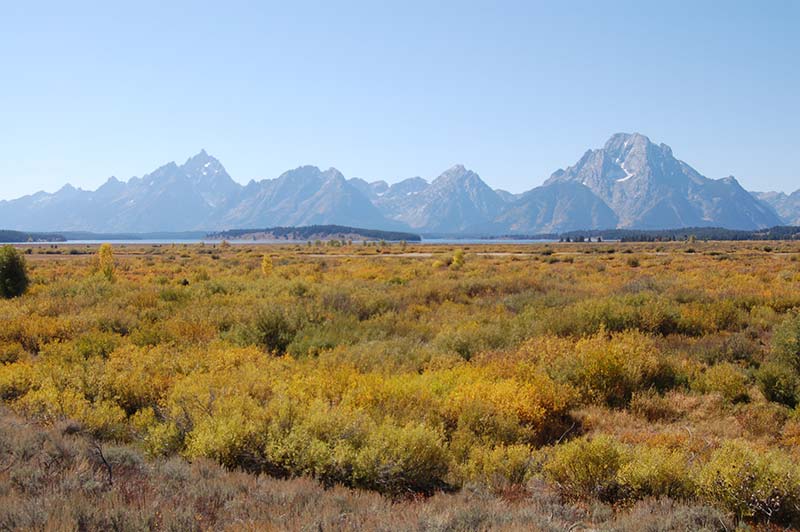 yellowstone national park tours from las vegas