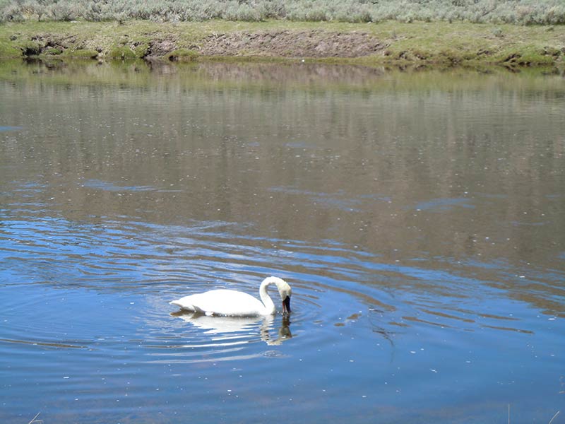 Yellowstone tours from San Francisco Yellowstone Tours