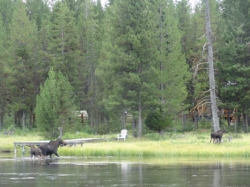 Yellowstone tours from Idaho Falls - Yellowstone Tours